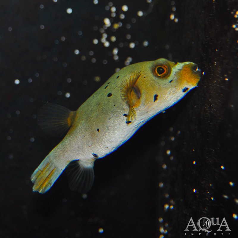 Dogface Puffer (Arothron nigropunctatus)