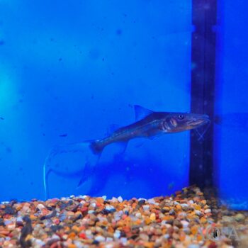Dorado Catfish (Brachyplatystoma rousseauxii)