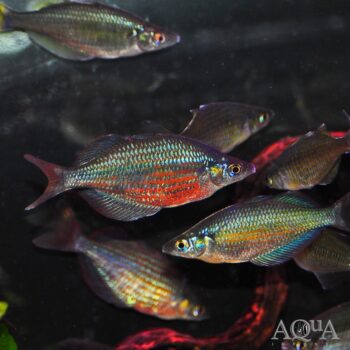 Dority's Rainbow (Glossolepis dorityi)