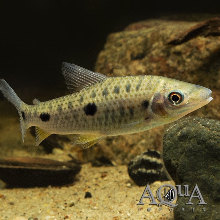 Dot Dash Leporinus (Leporinus steyermarki)