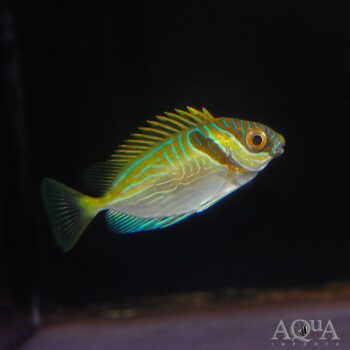 Double Bar Rabbitfish (Siganus virgatus)