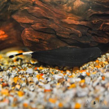 Double Fin Black Ghost Knifefish (Apteronotus albifrons)