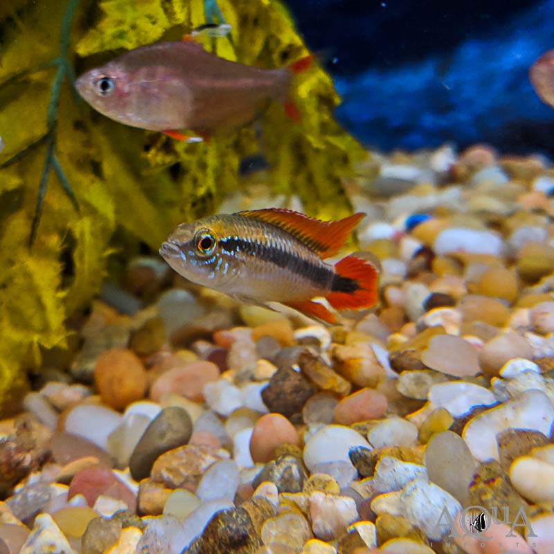Double Red Agassizi Dwarf Cichlid (Apistogramma agassizi 'double red')