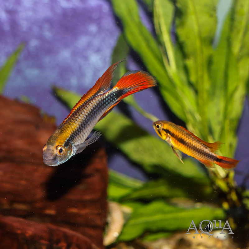 Double Red Agassizi Dwarf Cichlid (Apistogramma agassizi 'double red')