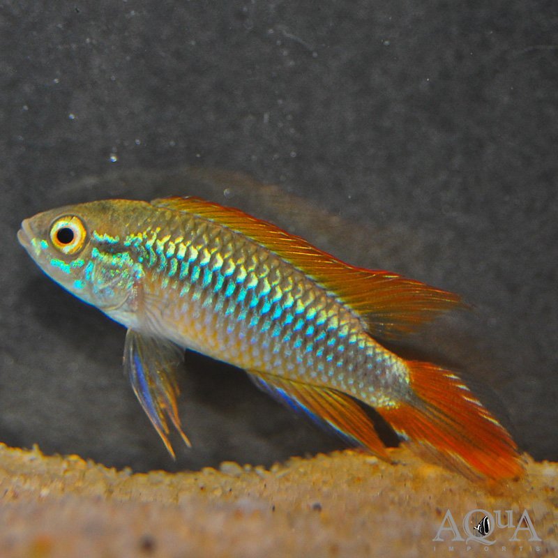 Double Red Agassizi Dwarf Cichlid (Apistogramma agassizi 'double red')