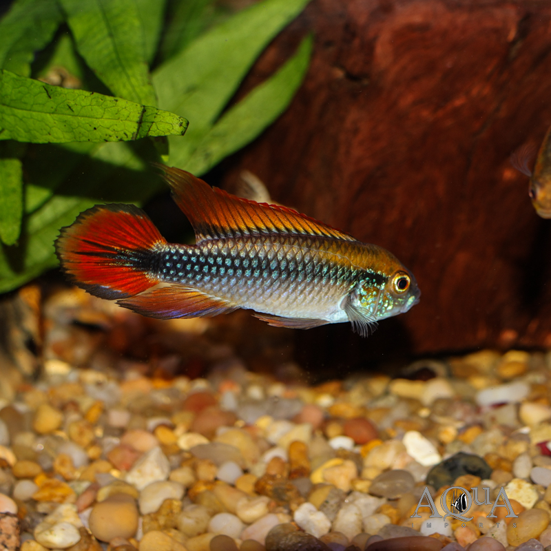 Double Red Agassizi Dwarf Cichlid (Apistogramma agassizi 'double red')