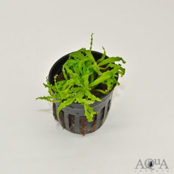 Downoi Pogostemon helferi