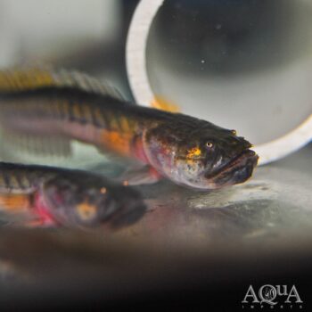 Dragon Goby (Gobioides brousonnetti)