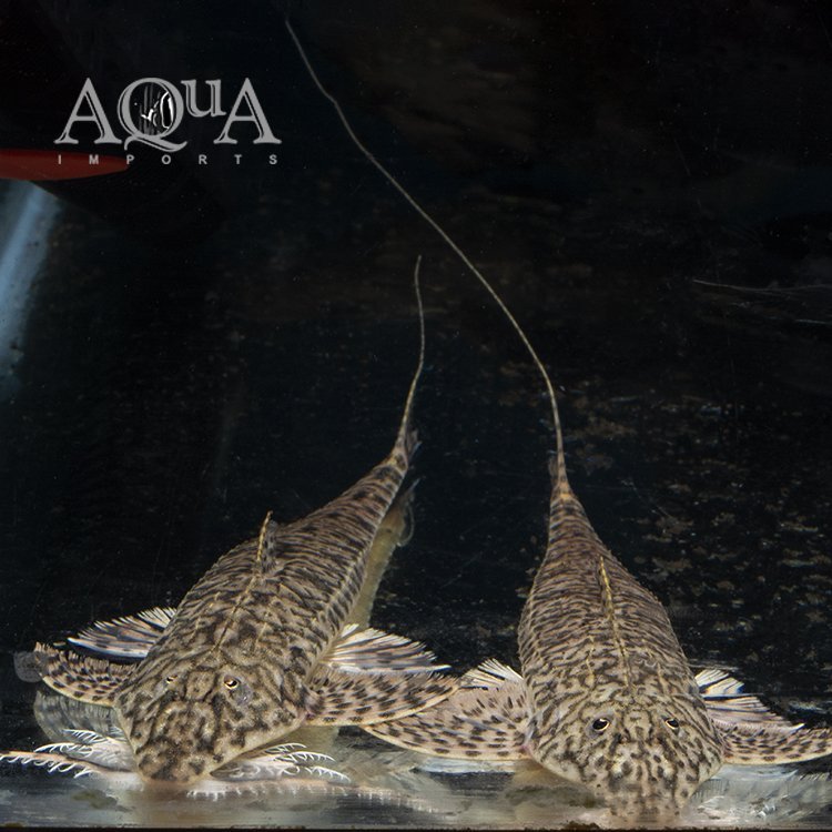 Dragon Loricaria (Rhadinoloricaria sp. 'Caqueta') - Image 2