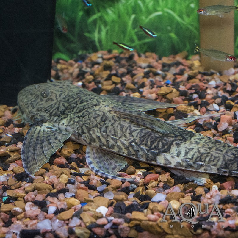 Dragon Loricaria (Rhadinoloricaria sp. 'Caqueta')