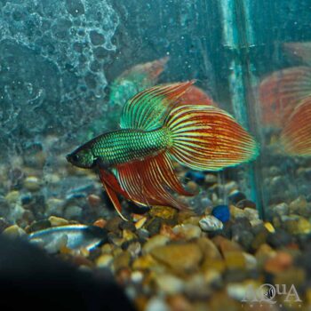 Dragonscale Betta Male (Betta splendens)