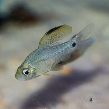 Drape Fin Barb (Oreichthys crenuchoides)