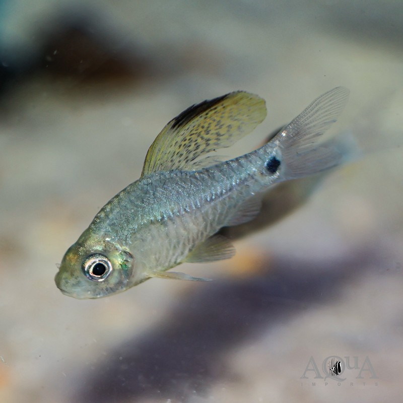 Drape Fin Barb (Oreichthys crenuchoides)