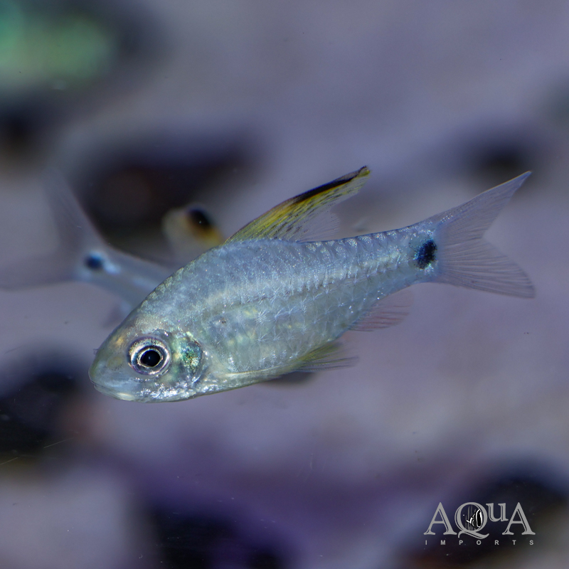 Drape Fin Barb (Oreichthys crenuchoides)