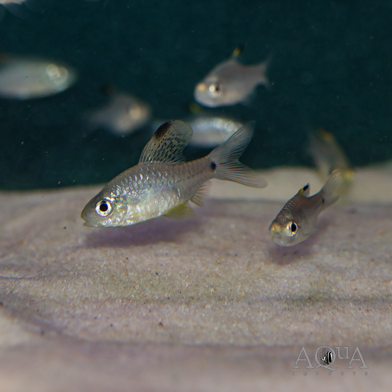 Drape Fin Barb (Oreichthys crenuchoides)