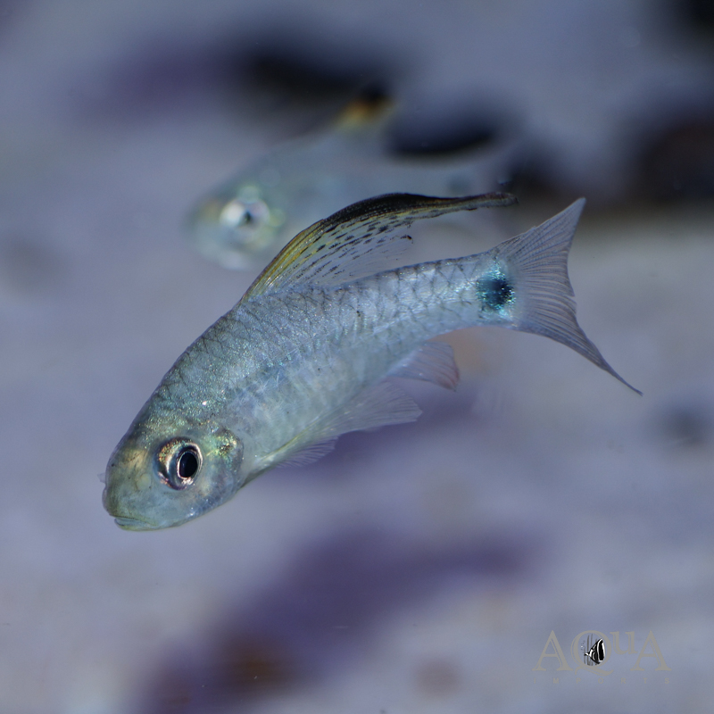 Drape Fin Barb (Oreichthys crenuchoides)
