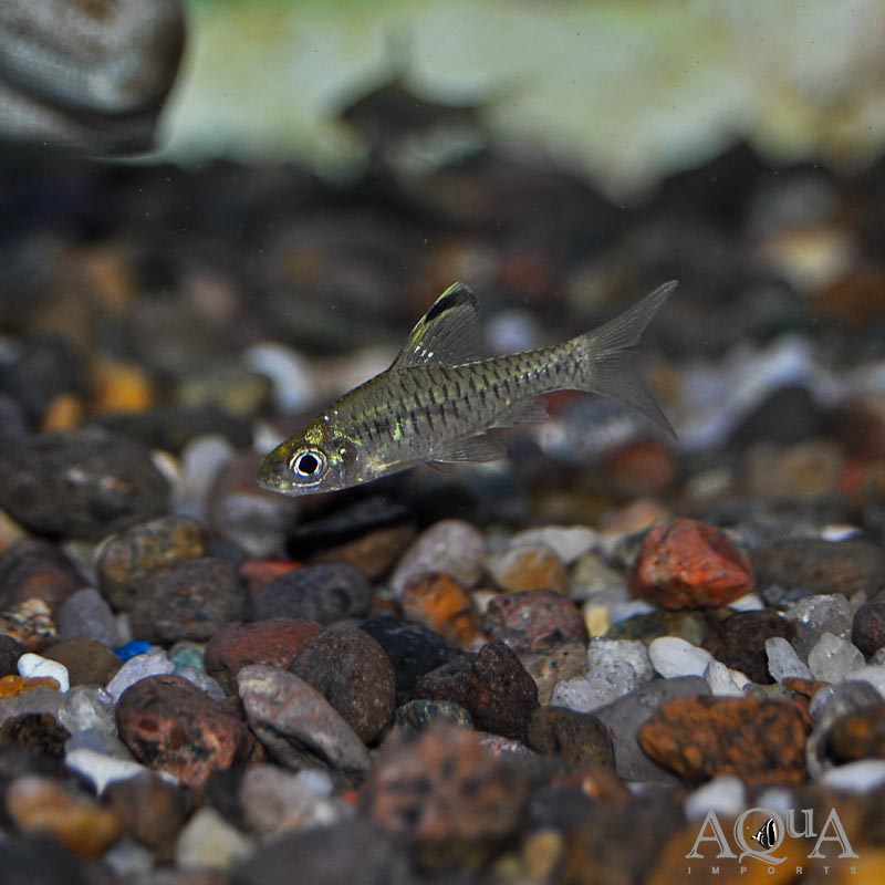 Drape Fin Barb (Oreichthys crenuchoides)