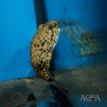Duboisi Puffer (Tetraodon duboisi)