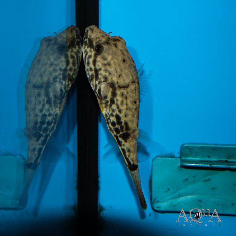 Duboisi Puffer (Tetraodon duboisi)