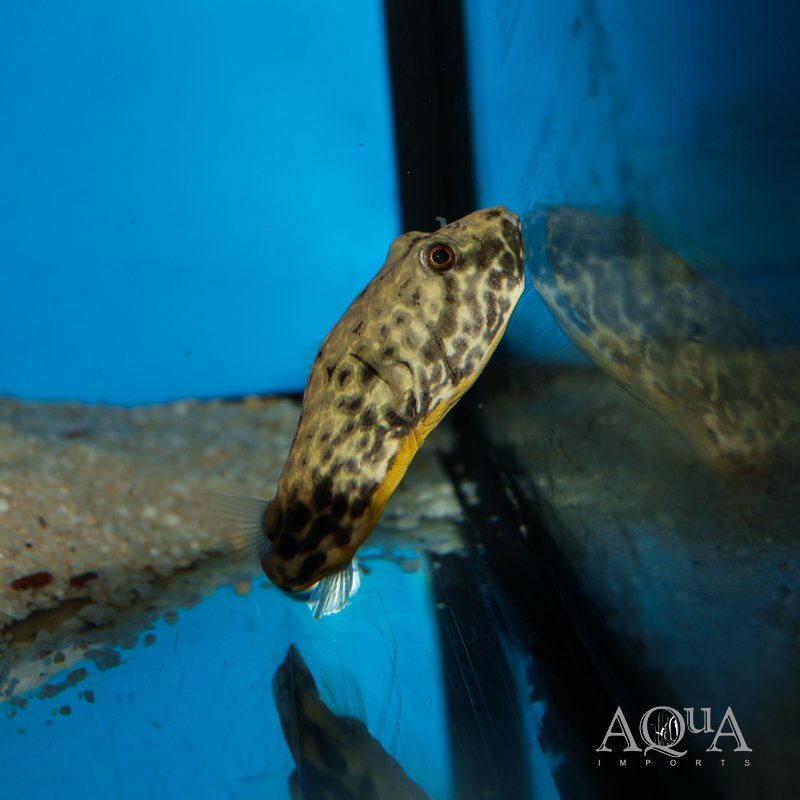 Duboisi Puffer (Tetraodon duboisi)