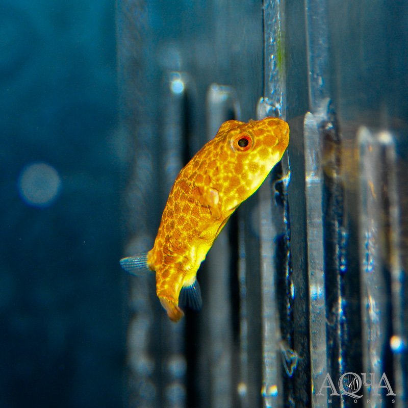 Duboisi Puffer (Tetraodon duboisi)