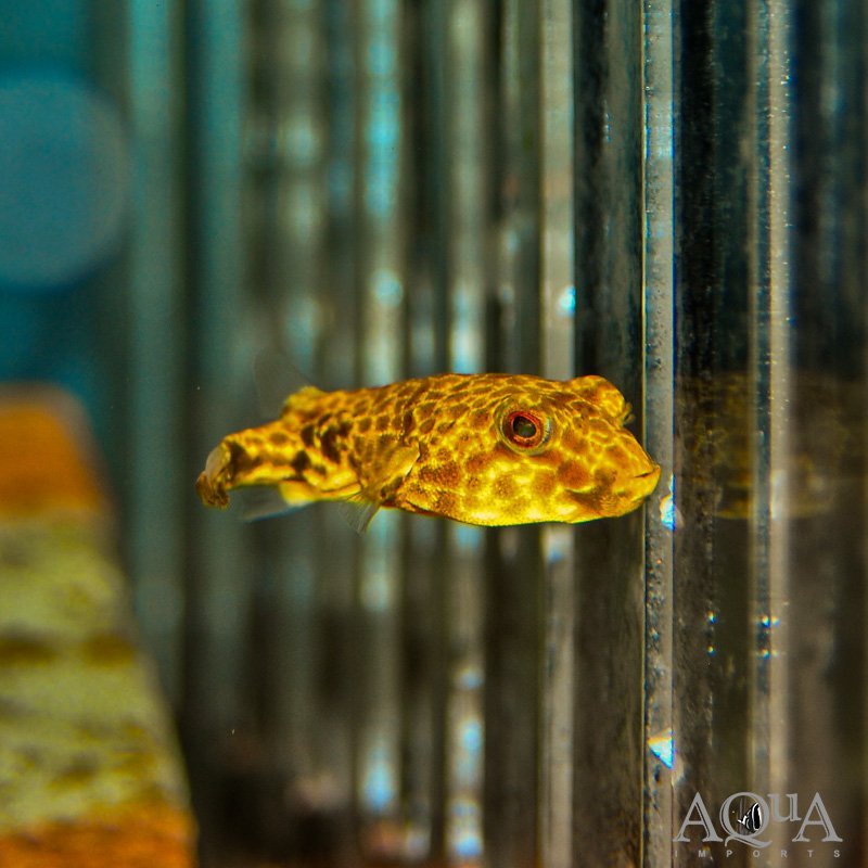 Duboisi Puffer (Tetraodon duboisi)
