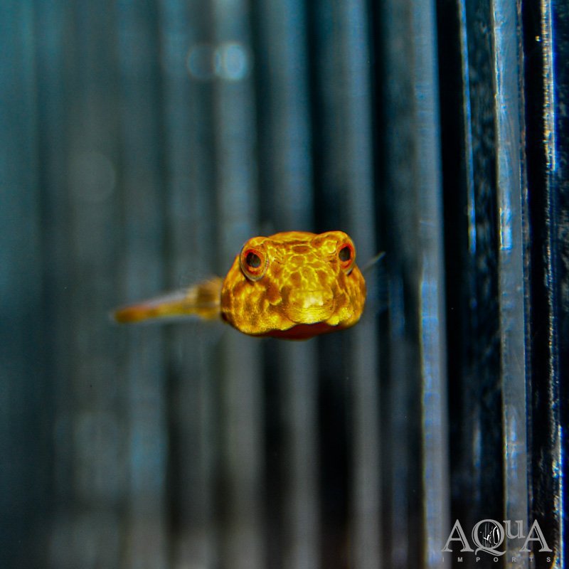 Duboisi Puffer (Tetraodon duboisi)