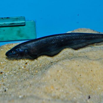 Duck Head Knifefish (Parapteronotus hasemani)