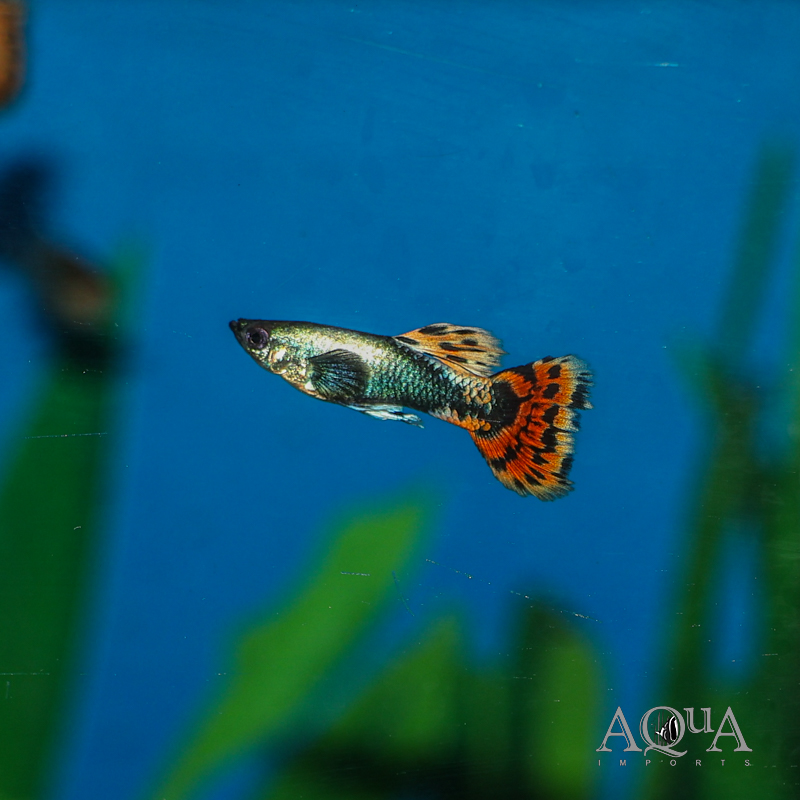 Dumbo Red Mosaic Guppy (Poecilia reticulata)