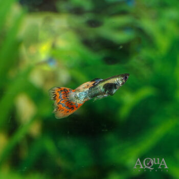 Dumbo Red Mosaic Guppy (Poecilia reticulata)