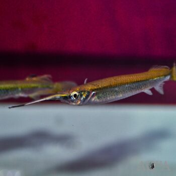 Duncker's Halfbeak (Zenarchopterus dunckeri)