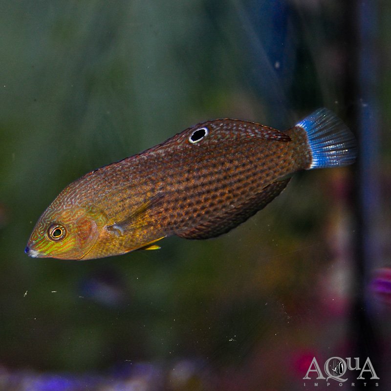 Dusky Wrasse (Halichoeres marginatus)