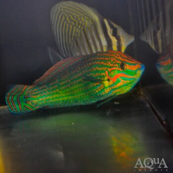 Dusky Wrasse (Halichoeres marginatus)