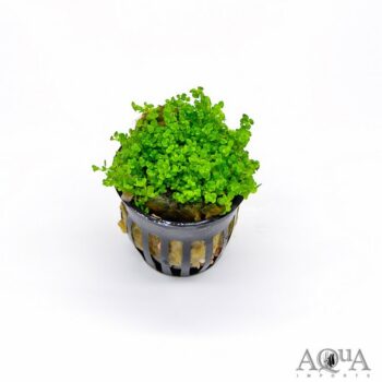 Dwarf Baby Tears (Hemianthus callitrichoides)