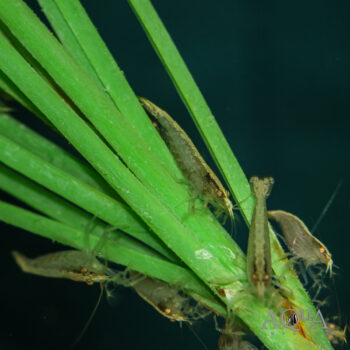 Dwarf Bamboo Shrimp (Atyopsis spinipes)
