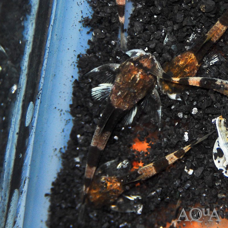 Dwarf Banjo Catfish (Ernstichthys megistus)