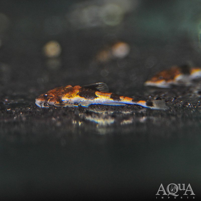 Dwarf Banjo Catfish (Ernstichthys megistus)