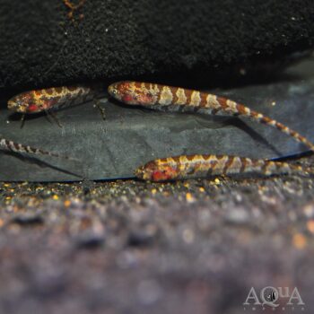 Dwarf Centipede Knifefish (Hypopygus cf. lepturus)
