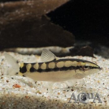 Dwarf Chain Loach / Sidthimunki Botia (Ambastia sidthimunki)