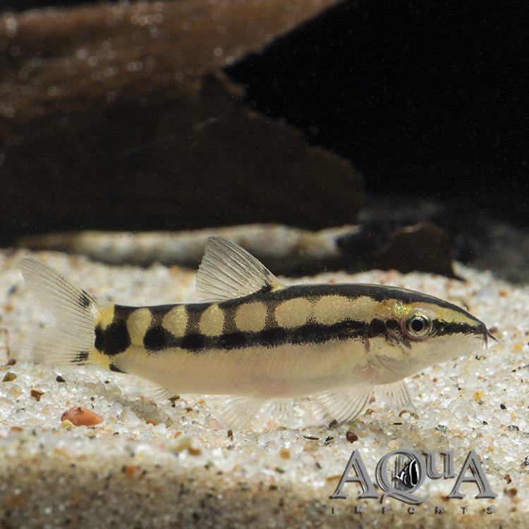 Dwarf Chain Loach / Sidthimunki Botia (Ambastia sidthimunki)