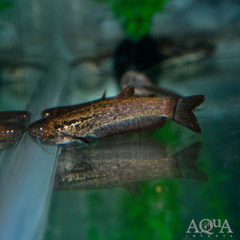 Dwarf Driftwood Catfish (Helogenes marmoratus)