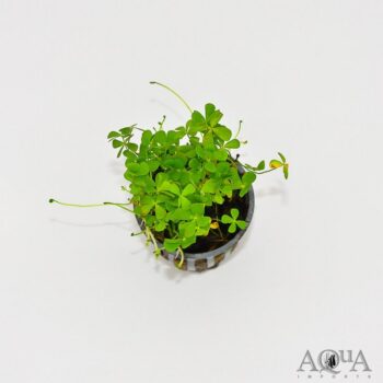 Dwarf Four Leaf Clover (Marsilea hirsuta)