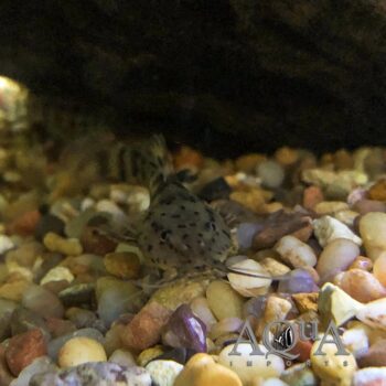 Dwarf Giraffe Catfish (Notoglanidium macrostoma)