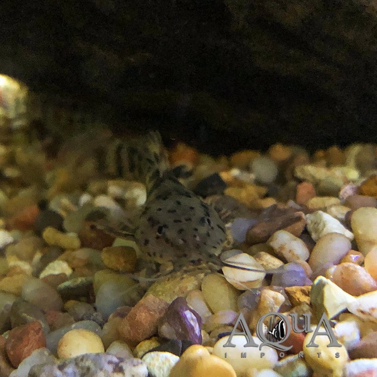 Dwarf Giraffe Catfish (Notoglanidium macrostoma)