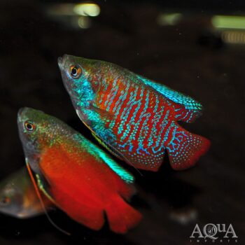 Dwarf Gourami