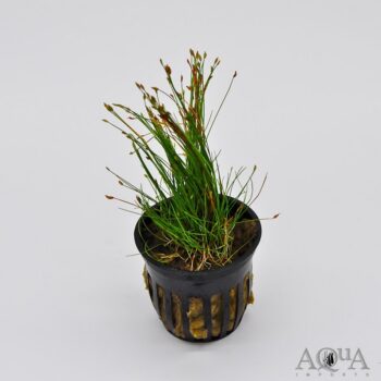 Dwarf Hair Grass (Eleocharis Parvula)