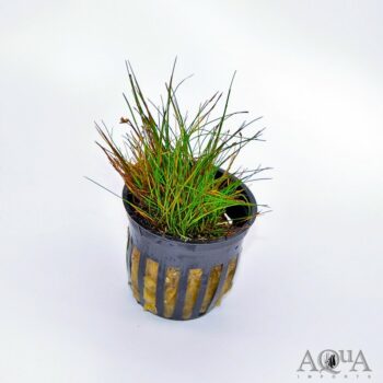 Dwarf Hair Grass Mini (Eleocharis acicularis)
