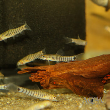 Dwarf Hovering Loach (Micronemacheilus cruciatus)