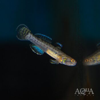Dwarf Mangrove Goby (Mugilogobius cavifrons)