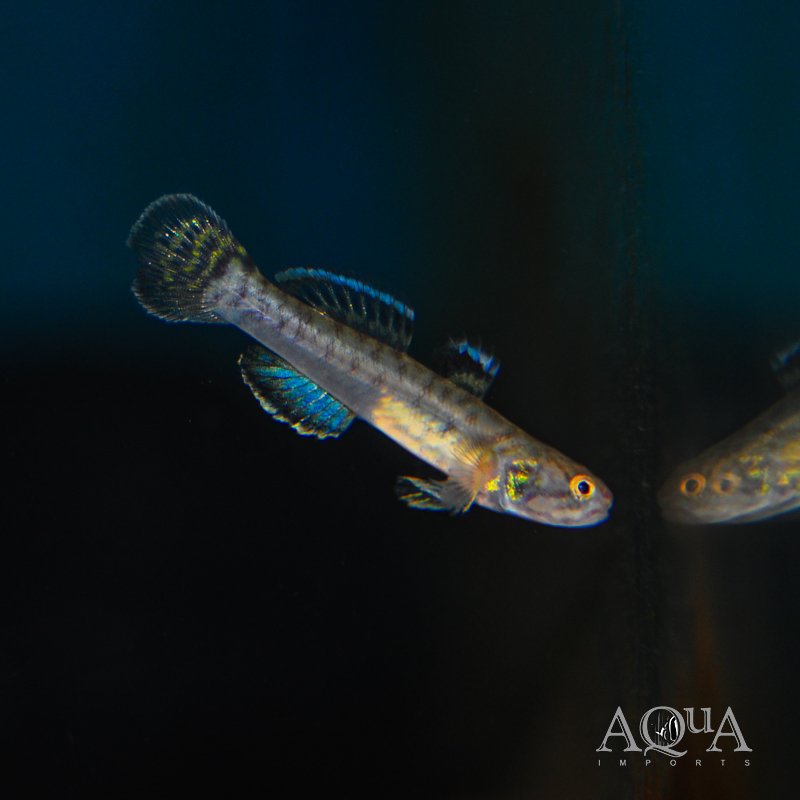 Dwarf Mangrove Goby (Mugilogobius cavifrons)
